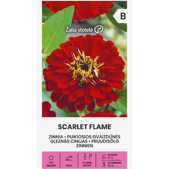 Циния червена Scarlet Flame Zinnia elegans dahlienflora