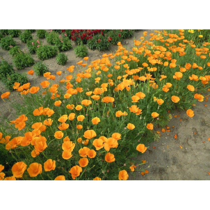 Ешолция (Калифорнийски мак) Eschscholzia Orange King