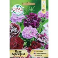 Карамфил мини Dianthus plumarius