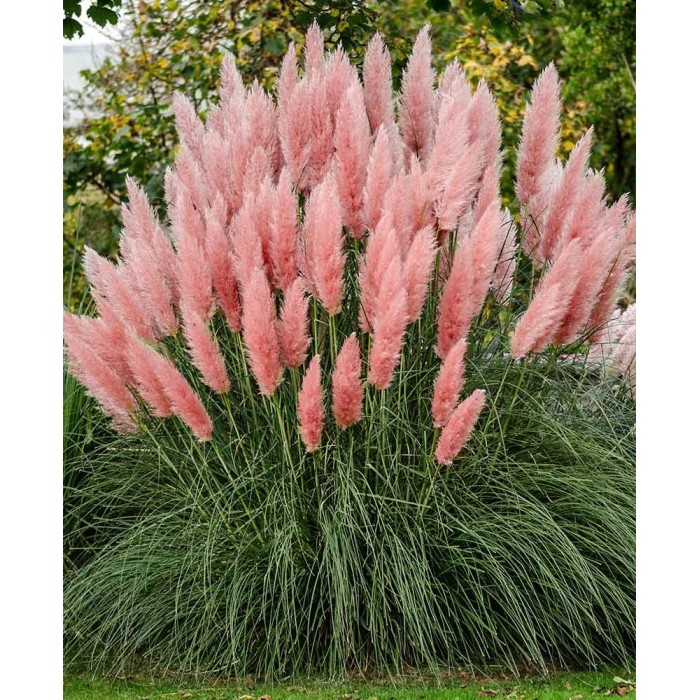 Пампаска трева Розова Cortaderia selloana Pampas plume