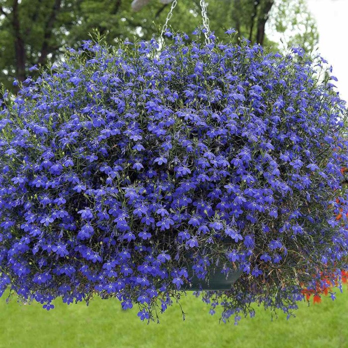 Лобелия Син килим Lobelia Blue carpet