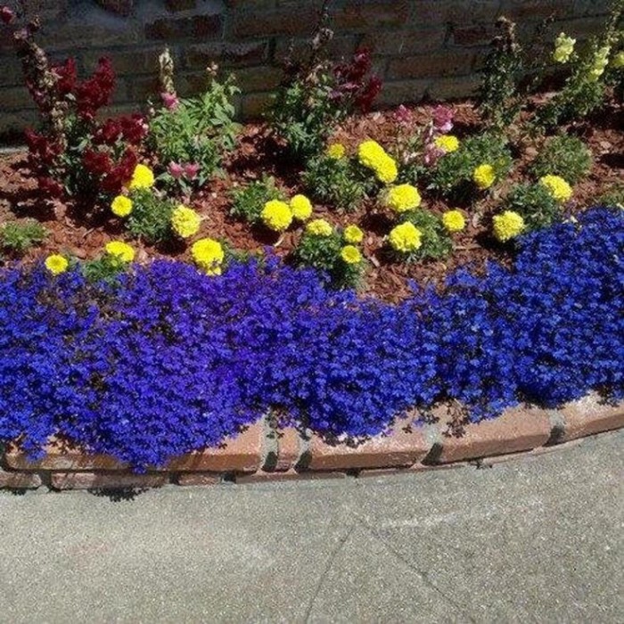 Лобелия Син килим Lobelia Blue carpet