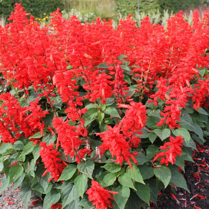 Салвия Скарлет Пиколо Salvia splendens Sellow ex Schult Scarlet Piccolo