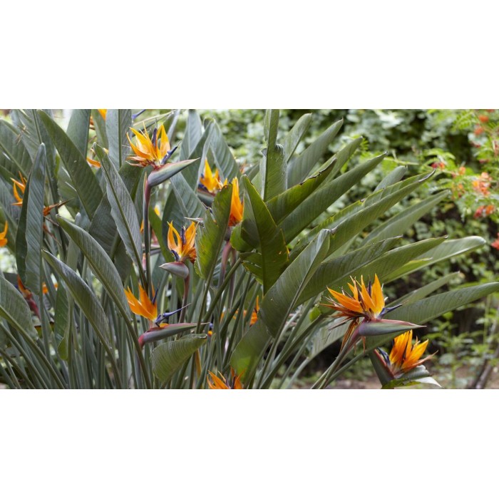 Стрелиция (Райска птица) Strelitzia reginae