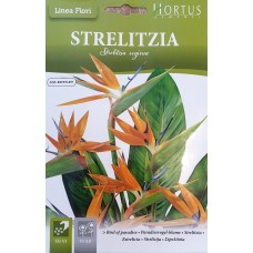 Стрелиция (Райска птица) Strelitzia reginae