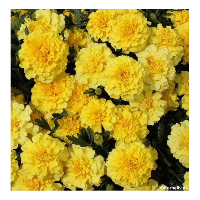 Тагетес Лимонена капка Tagetes patula Lemon Drop