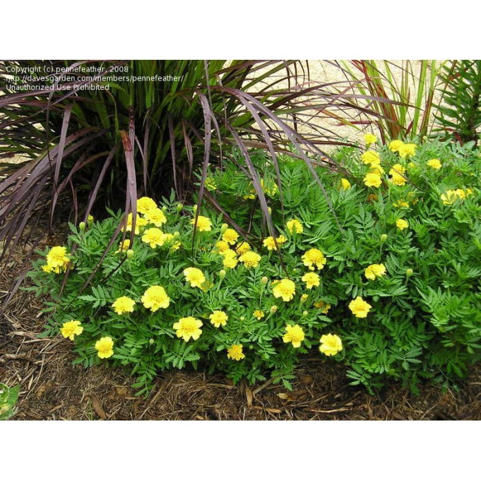 Тагетес Лимонена капка Tagetes patula Lemon Drop