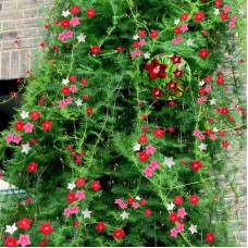 Кипърска лоза Ipomoea pennata