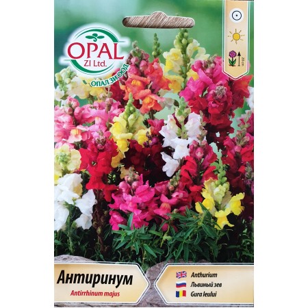 Антиринум (Кученце) Antirrhinum majus