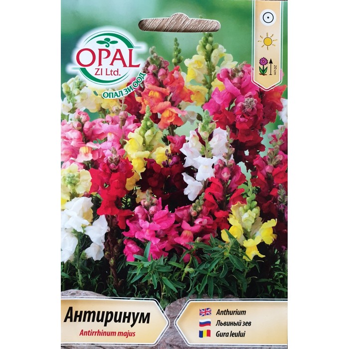 Антиринум (Кученце) Antirrhinum majus
