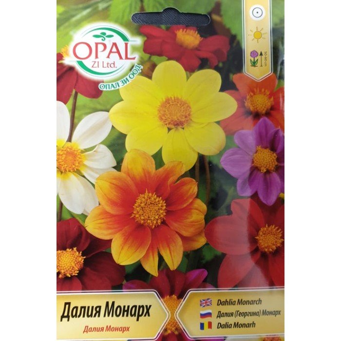 Далия (Гергина) Монарх Dahlia Monarch
