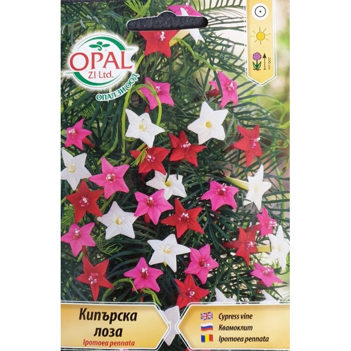 Кипърска лоза Ipomoea pennata