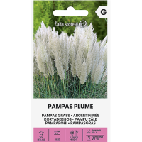 Пампаска трева Бяла Cortaderia selloana Pampas plume