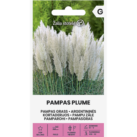 Пампаска трева Бяла Cortaderia selloana Pampas plume