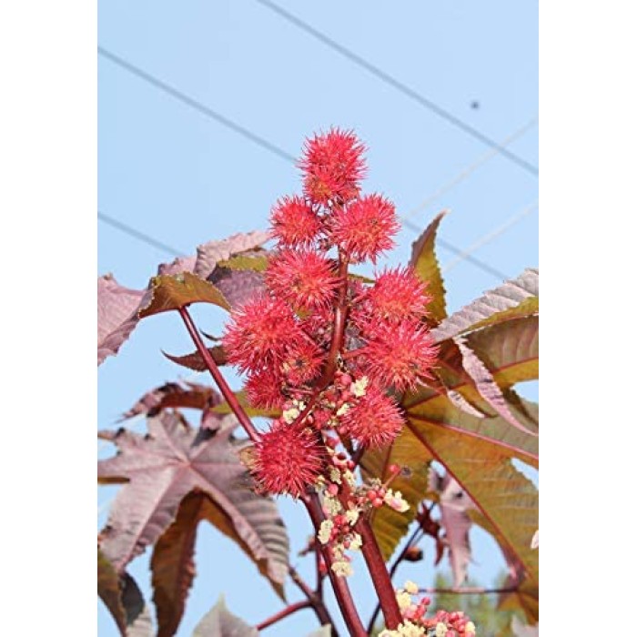 Рицин Ricinus communis L