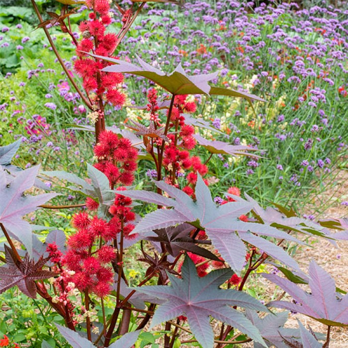 Рицин Ricinus communis L