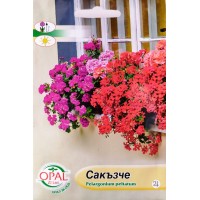Сакъзче Pelargonium peltatum