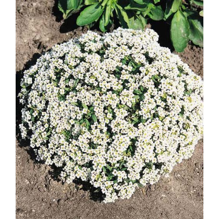 Семена за Алисум бял Alyssum annual carpet