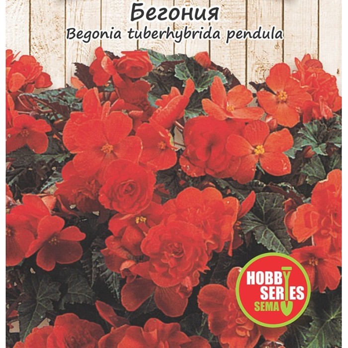 Семена за каскадна Бегония червена Begonia tuberhybrida pendula