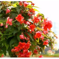 Семена за каскадна Бегония червена Begonia tuberhybrida pendula