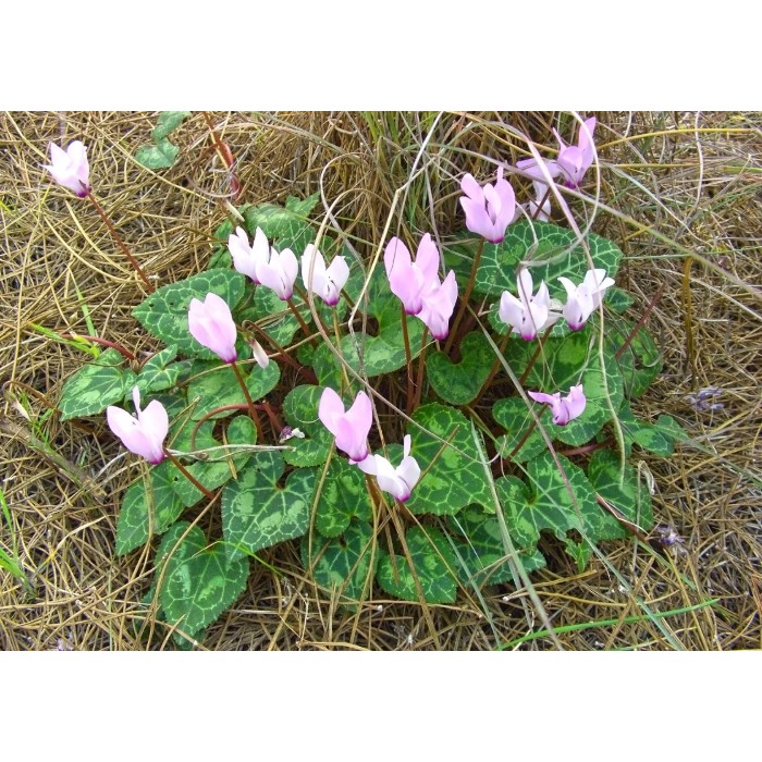 Семена за Цветя Циклама Cyclamen persicum