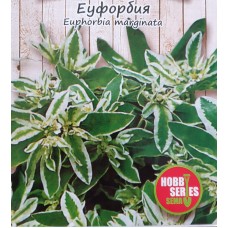 Еуфорбия Euphorbia marginata