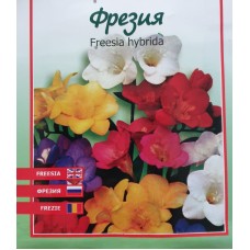 Фрезия Freesia hybrida