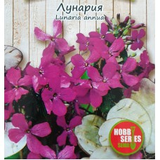 Лунария Lunaria annua