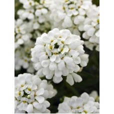 Семена за Иберис Iberis sempervirens