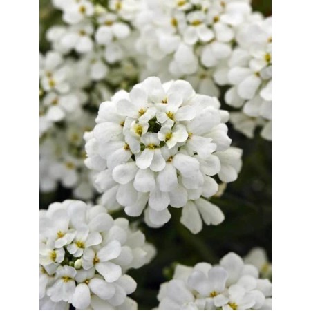 Семена за Иберис Iberis sempervirens