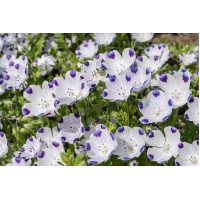 Семена за Немофила (бебешки сини очи) Nemophila maculata