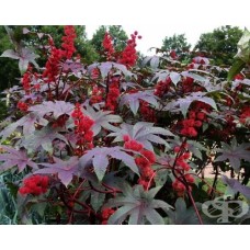Семена за Рицин Ricinus mixed
