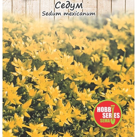 Семена за Седум (Тлъстига) Sedum spectabile mexicanum