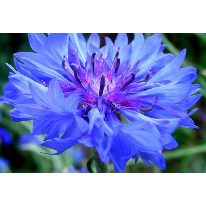 Семена за Цветя Синчец Centaurea Cyanus