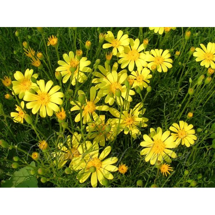 Семена за Цветя Тимофила Thymophylla tenuifolia