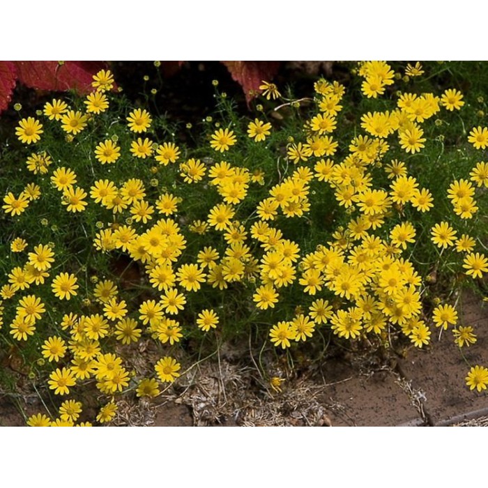 Семена за Цветя Тимофила Thymophylla tenuifolia