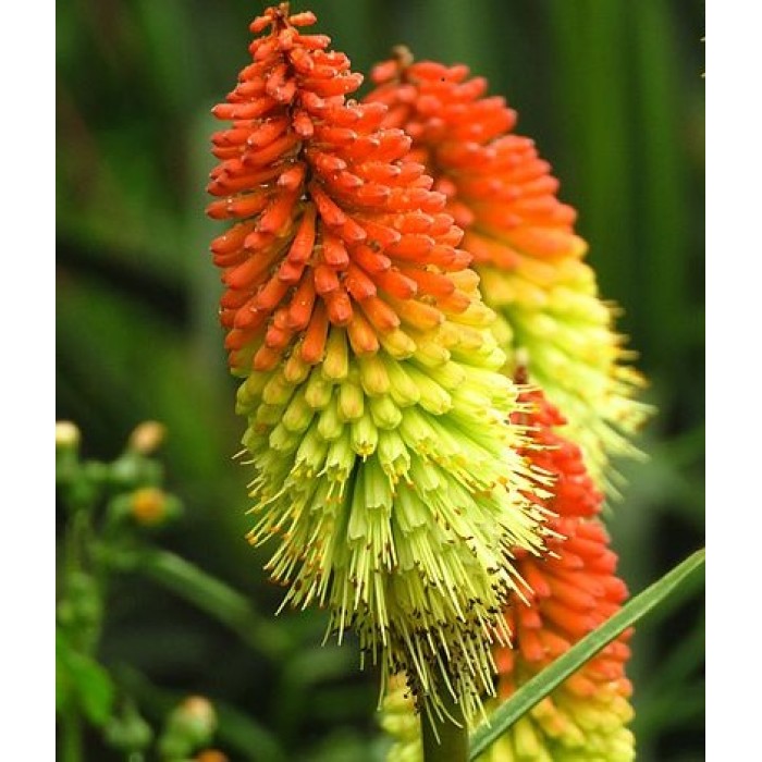 Семена за Цветя Тритома Kniphofia uvaria