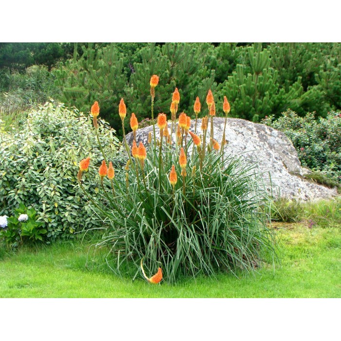 Семена за Цветя Тритома Kniphofia uvaria