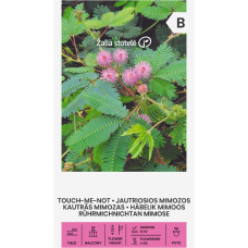 Срамежлива Мимоза Mimosa pudica L