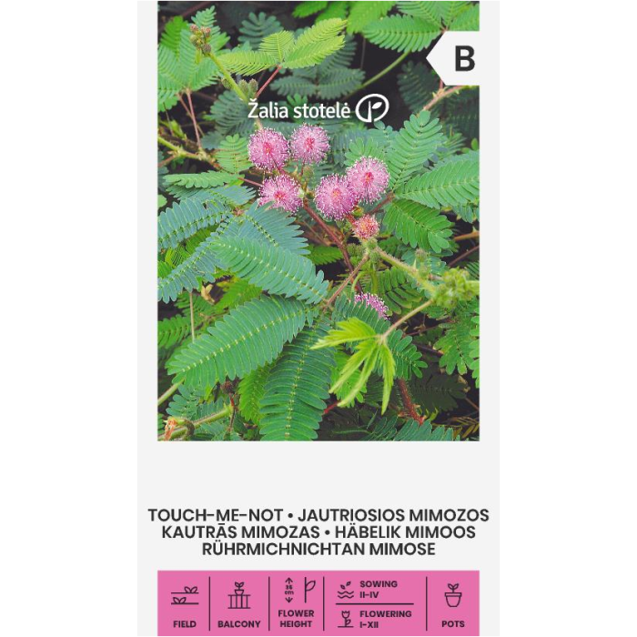 Срамежлива Мимоза Mimosa pudica L