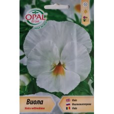 Виола Бяла Viola x wittrockiana