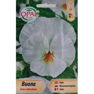 Виола Бяла Viola x wittrockiana