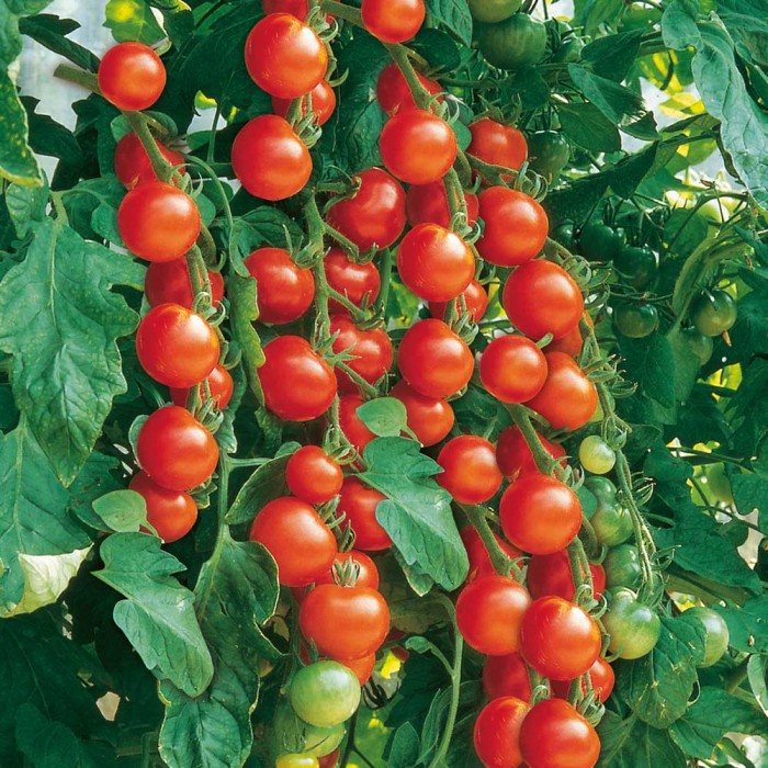 Чери Домати Гарденер Делайт Gardeners Delight
