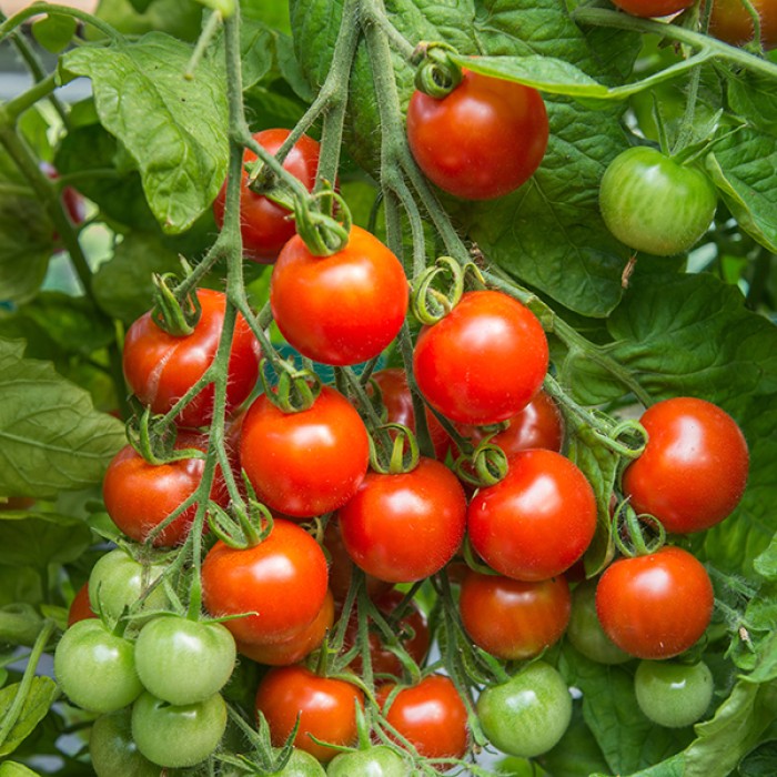 Чери Домати Гарденер Делайт Gardeners Delight