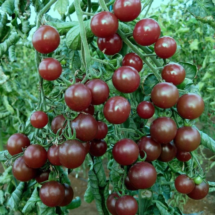 Чери домати Черни (Блек чери) Bleck Cherry
