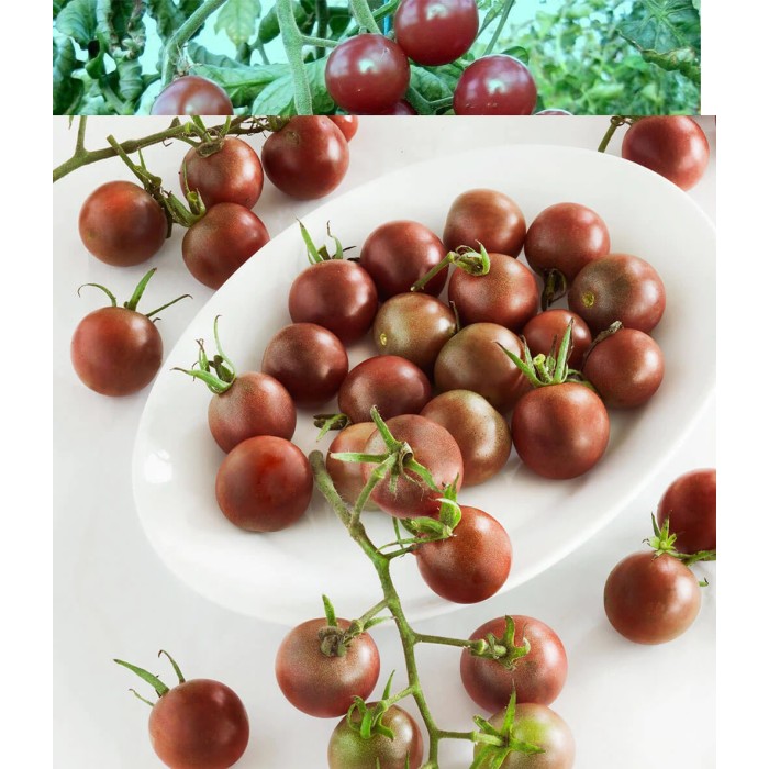 Чери домати Черни (Блек чери) Bleck Cherry