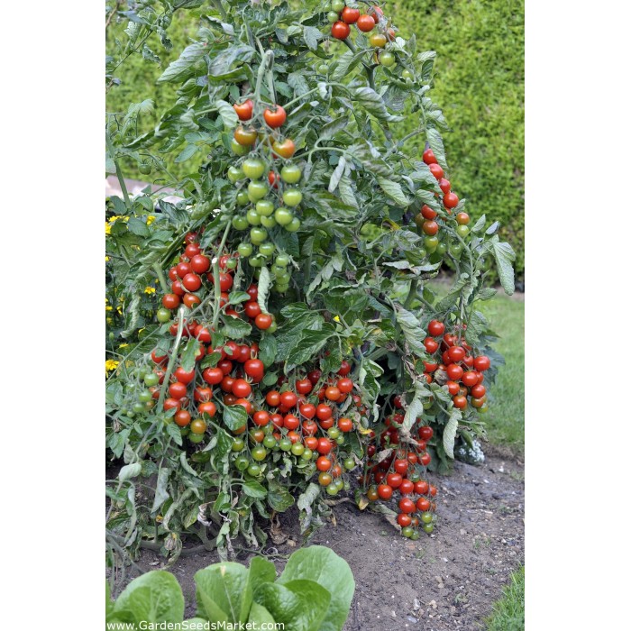 Чери домати червени Перлички Gartenperle
