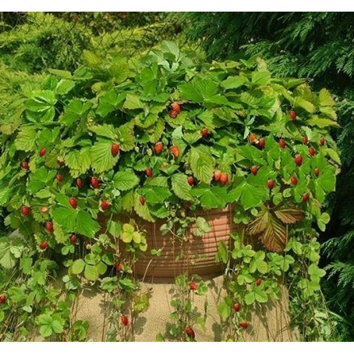 Ягоди Алпийски Атила Fragaria vesca