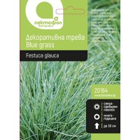 Семена за Декоративна Синя трева Blue grass