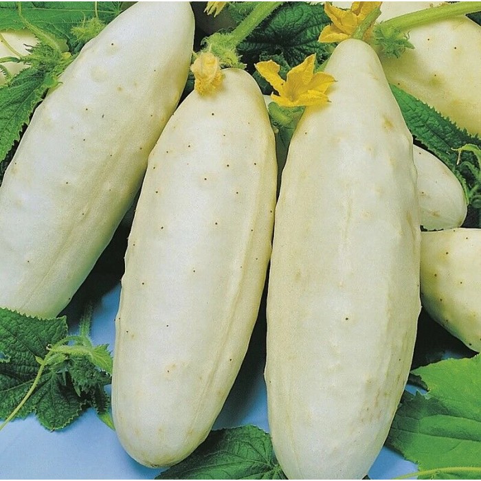 Краставица Бяло чудо White wonder